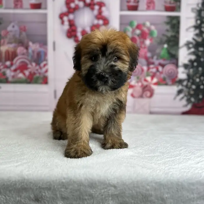 Male Soft Coated Wheaten Terrier Puppy for Sale in Indianapolis, IN
