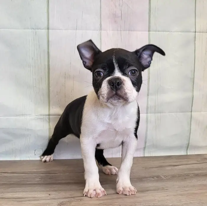 Male Boston Terrier Puppy for Sale in Schererville, IN