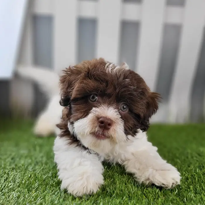 Male Havanese Puppy for Sale in Schererville, IN