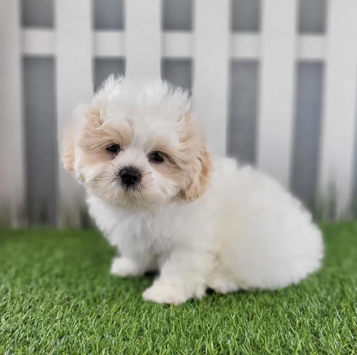Male ShihPoo Puppy for Sale in Schererville, IN