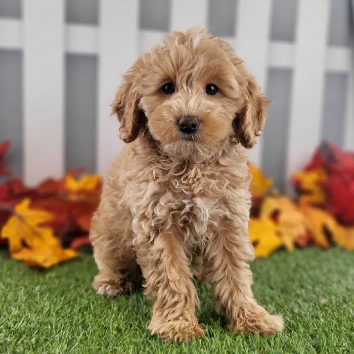 Female Miniature Goldendoodle Puppy for Sale in Schererville, IN