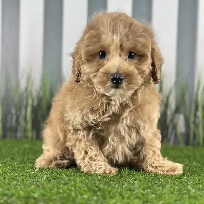 Male Coton-Poo Puppy for Sale in Schererville, IN