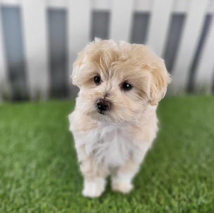 Female Maltipoo Puppy for Sale in Schererville, IN