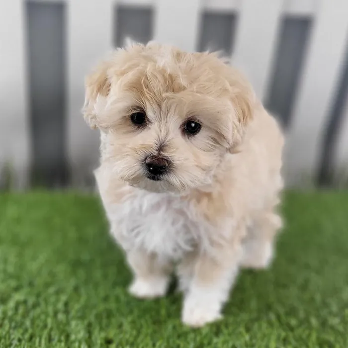 Female Maltipoo Puppy for Sale in Schererville, IN