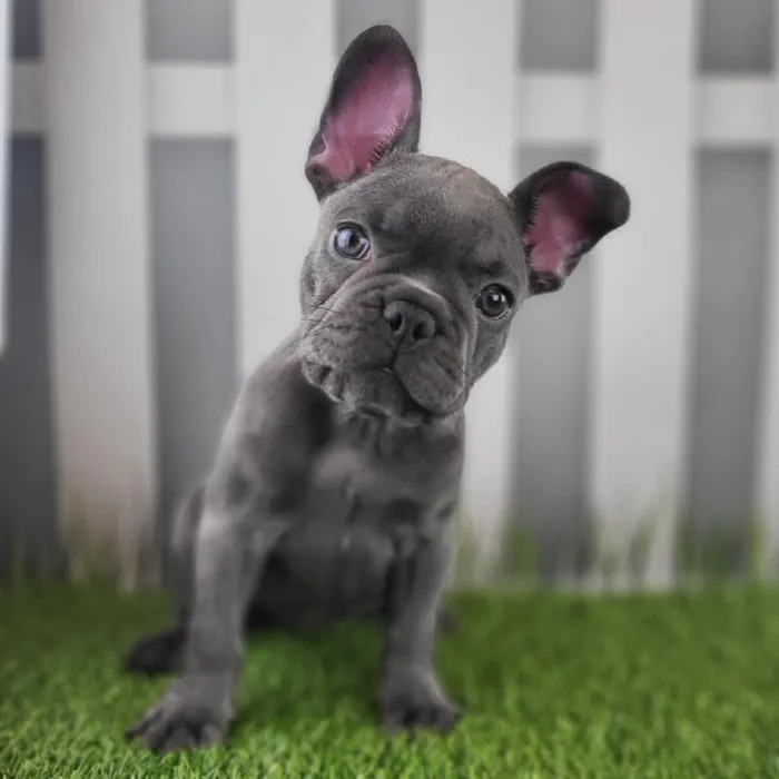 Female French Bulldog Puppy for Sale in Schererville, IN
