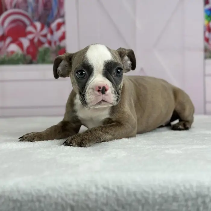 Female Boston Bulldog Puppy for Sale in Schererville, IN
