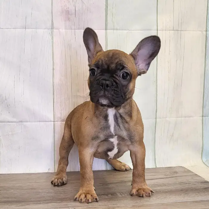 Female French Bulldog Puppy for Sale in Schererville, IN