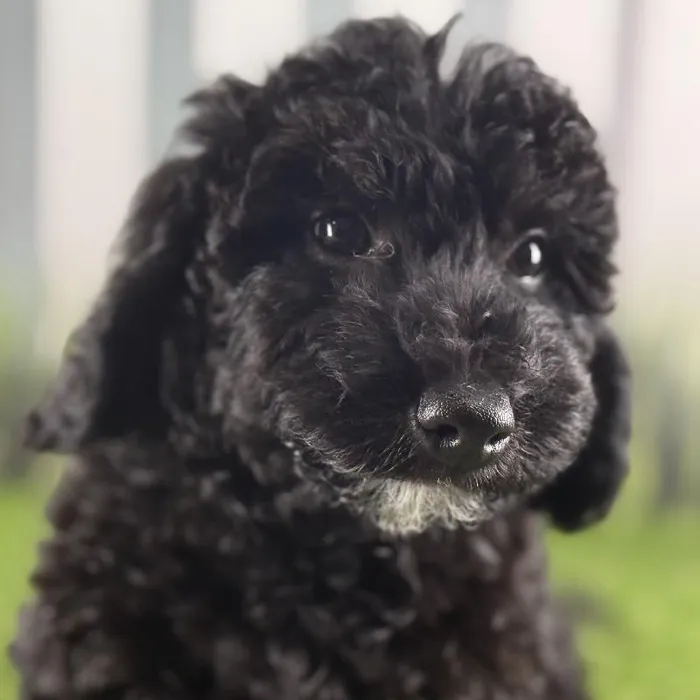 Female Miniature Goldendoodle Puppy for Sale in Indianapolis, IN