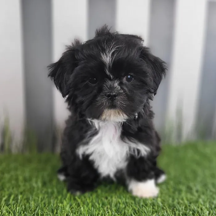 Female Shih Tzu Puppy for Sale in Schererville, IN