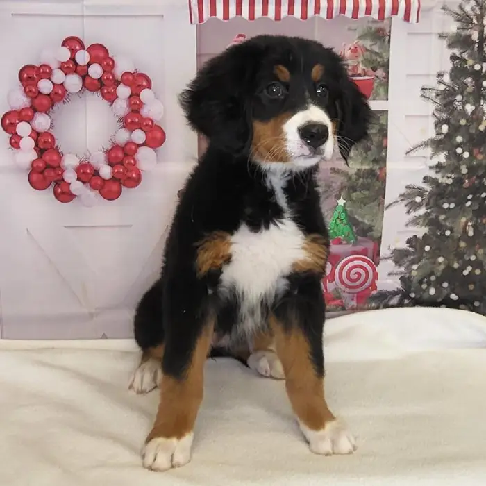 Female Bernese Mountain Dog Puppy for Sale in Indianapolis, IN