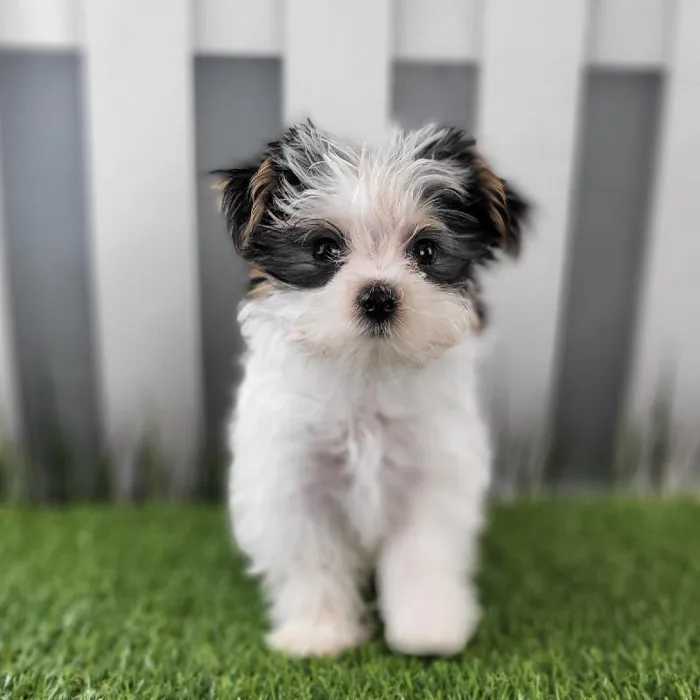 Male Morkie Puppy for Sale in Schererville, IN