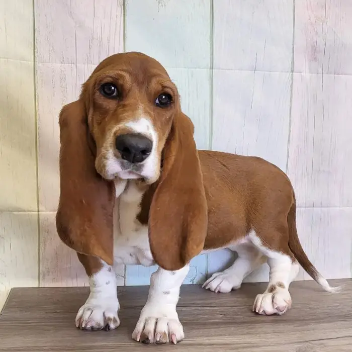 Female Basset Hound Puppy for Sale in Schererville, IN
