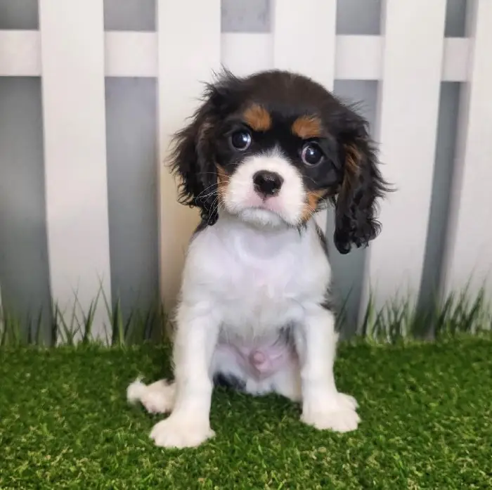 Male Cavalier King Charles Spaniel Puppy for Sale in Schererville, IN