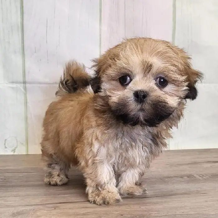 Male LhasaChon Puppy for Sale in Schererville, IN