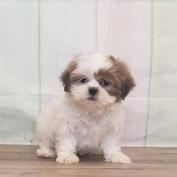 Female Shih Tzu Puppy for Sale in Schererville, IN