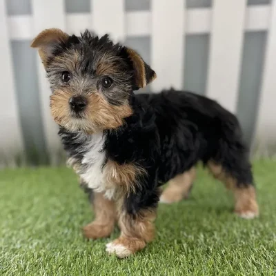 Female Yorkshire Terrier Puppy for Sale in Schererville, IN
