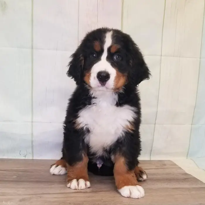 Male Bernese Mountain Dog Puppy for Sale in Schererville, IN