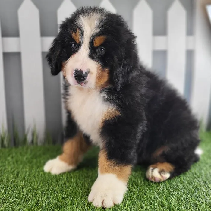 Male Bernese Mountain Dog Puppy for Sale in Schererville, IN
