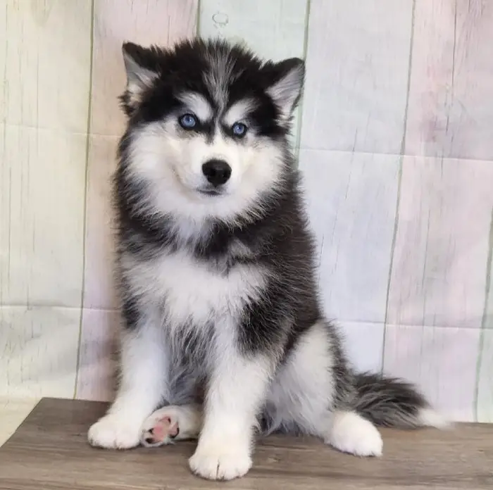 Male Siberian Husky Puppy for Sale in Schererville, IN