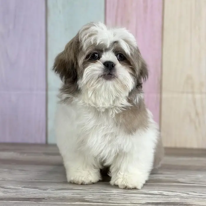 Male Shih Tzu Puppy for Sale in Schererville, IN