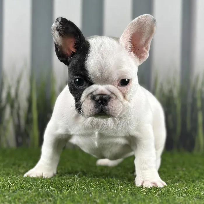 Female French Bulldog Puppy for Sale in Indianapolis, IN