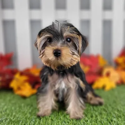Female Yorkshire Terrier Puppy for Sale in Schererville, IN