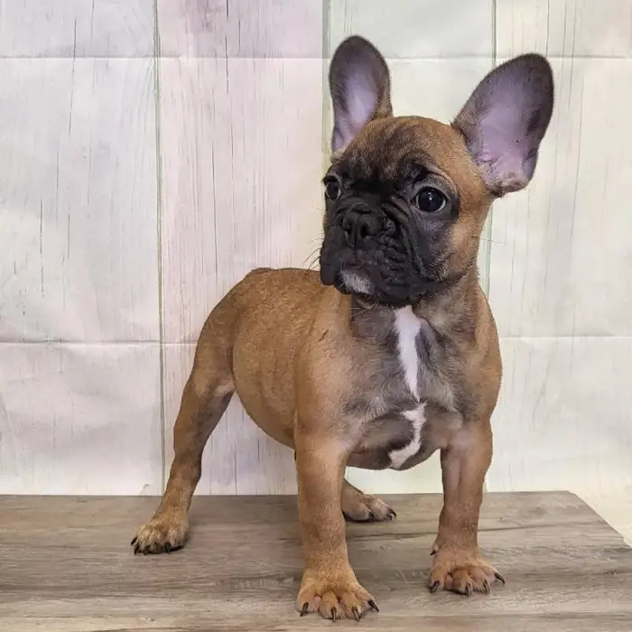 Female French Bulldog Puppy for Sale in Schererville, IN