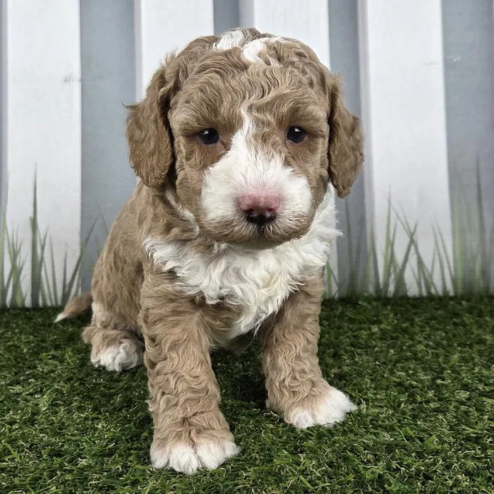 Male Miniature Goldendoodle Puppy for Sale in Schererville, IN
