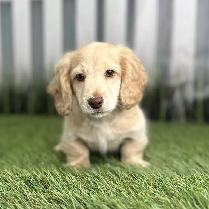 Male Miniature Dachshund Puppy for Sale in Indianapolis, IN