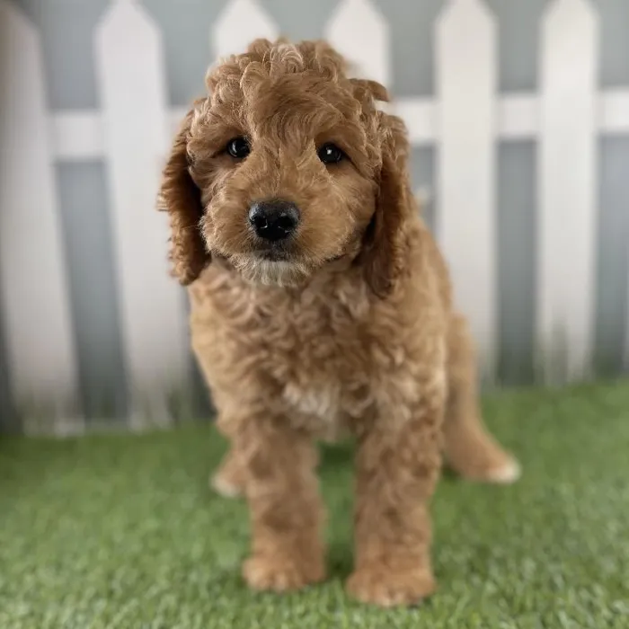 Male Miniature Goldendoodle Puppy for Sale in Schererville, IN