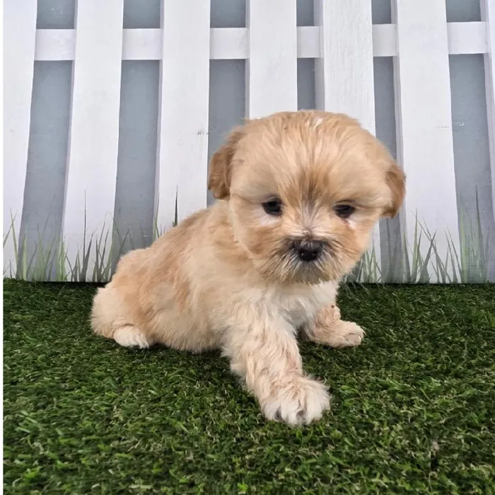 Male Lhasa Apso Puppy for Sale in Schererville, IN