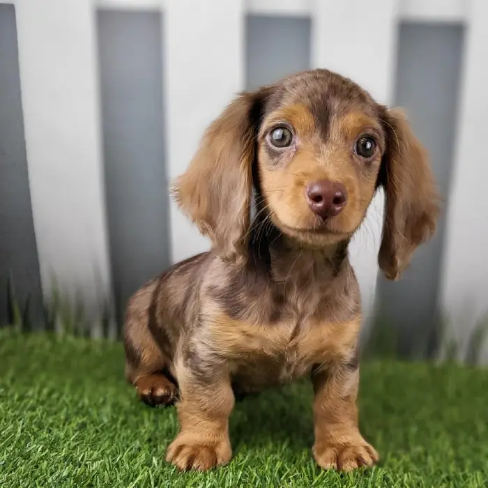 Male Miniature Dachshund Puppy for Sale in Schererville, IN