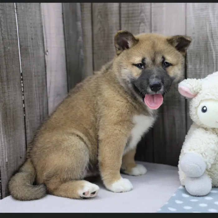 Male Shiba Inu Puppy for Sale in Schererville, IN