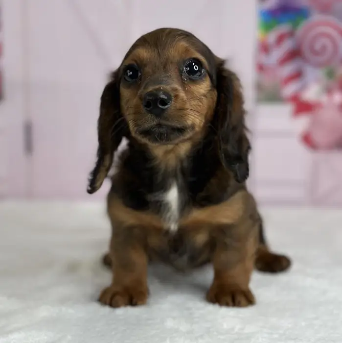 Female Miniature Dachshund Puppy for Sale in Indianapolis, IN