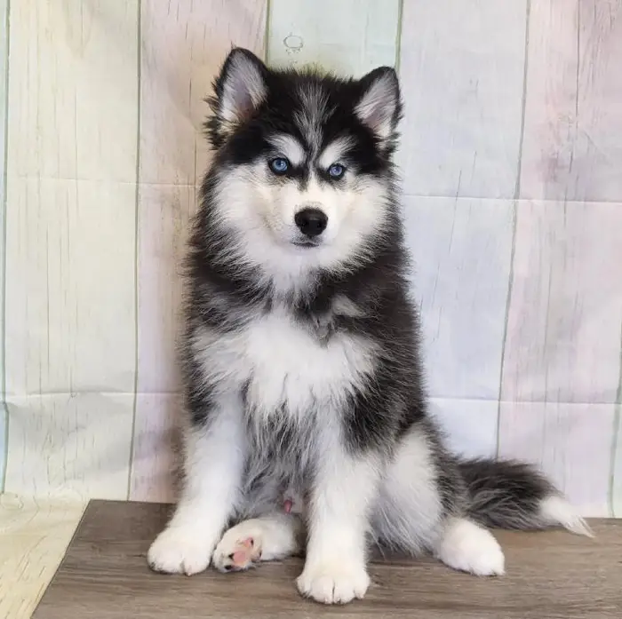 Male Siberian Husky Puppy for Sale in Schererville, IN