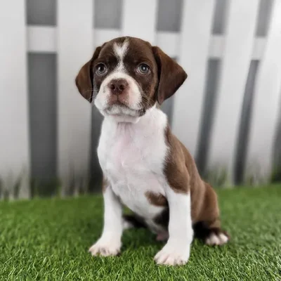 Male Boston Spaniel Puppy for Sale in Schererville, IN