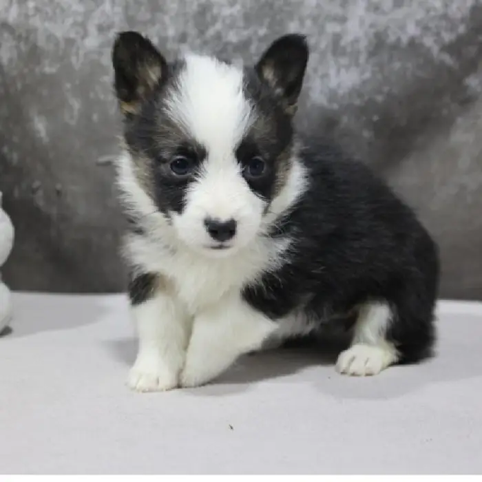 Female Pembroke Welsh Corgi Puppy for Sale in Schererville, IN