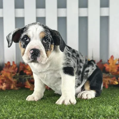Male Beabull Puppy for Sale in Indianapolis, IN