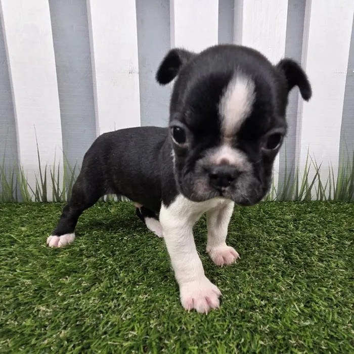 Male Boston Terrier Puppy for Sale in Schererville, IN