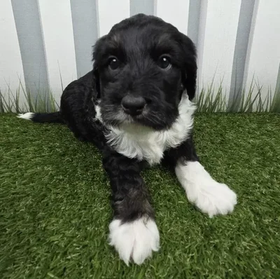 Male Miniature Bernedoodle Puppy for Sale in Schererville, IN