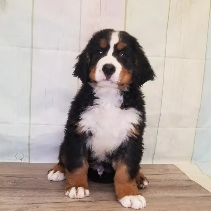 Male Bernese Mountain Dog Puppy for Sale in Schererville, IN