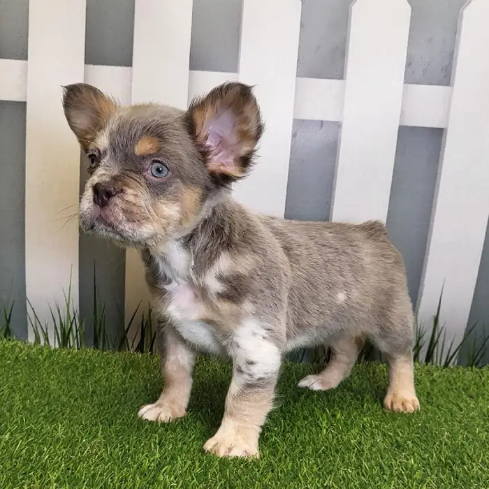 Male French Bulldog Puppy for Sale in Schererville, IN