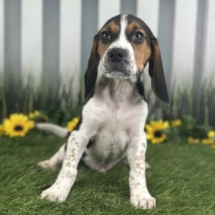 Male Beagle Puppy for Sale in Indianapolis, IN