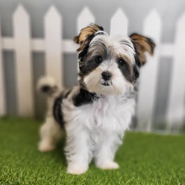 Male Morkie Puppy for Sale in Schererville, IN