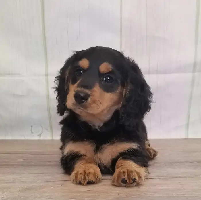 Female Miniature Dachshund Puppy for Sale in Schererville, IN