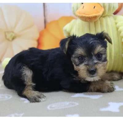 Female Yorkshire Terrier Puppy for Sale in Schererville, IN