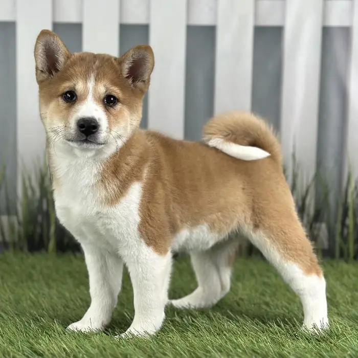 Female Shiba Inu Puppy for Sale in Schererville, IN