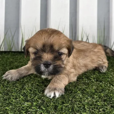 Male Lhasa Apso Puppy for Sale in Schererville, IN