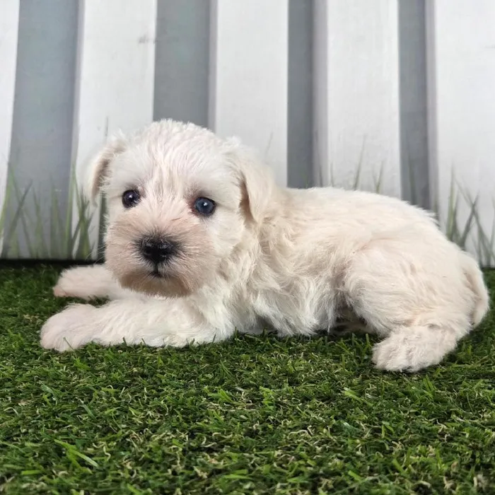 Female Miniature Schnauzer Puppy for Sale in Schererville, IN
