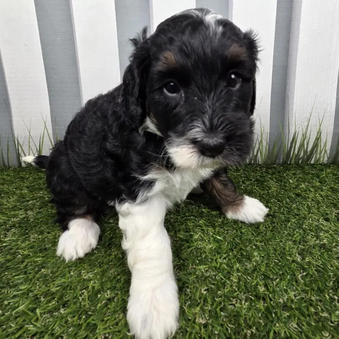Female Miniature Bernedoodle Puppy for Sale in Schererville, IN